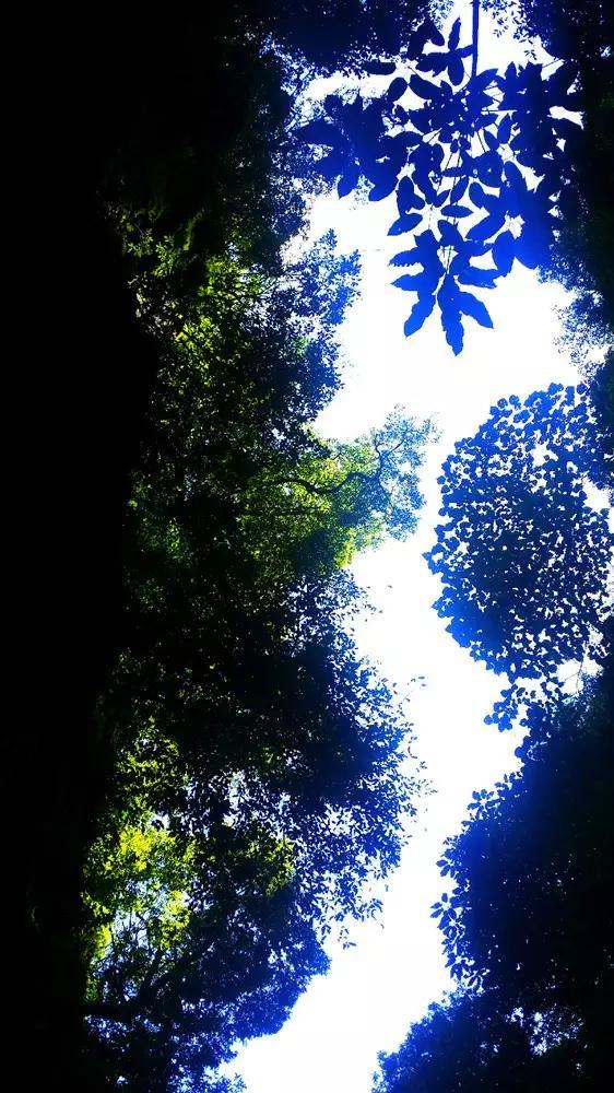 细胞分裂4
